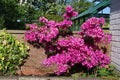 Purple azalea in full bloom Royalty Free Stock Photo