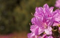 Purple Azalea bushes blooming in Southern Royalty Free Stock Photo