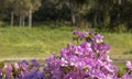 Purple Azalea bushes blooming in Southern Royalty Free Stock Photo