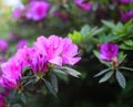 Purple azalea rhododendron in full bloom Royalty Free Stock Photo