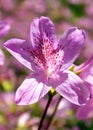 Purple Azalea