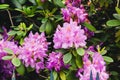 Purple azaleas blooming in spring in garden