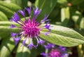 Purple Bachelor`s Button in bloom