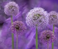 Alliums in bloom in summer Royalty Free Stock Photo