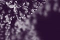 Purple background made of lilac florets and burgeons on dark blurred