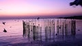 Evening sunset along the sea, having seagulls flying and resting on bamboo sticke