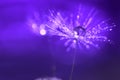 Purple background with water drops on a dandelion. An artistic image . Abstract macro