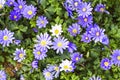 Purple balkan anemone blooming in spring garden, selective focus