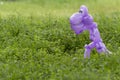 Purple balloon animal dinosaur in green grass of back yard