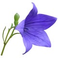Purple balloon flower Royalty Free Stock Photo