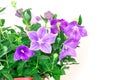 purple balloon flower or Platycodon grandiflorus flower Royalty Free Stock Photo