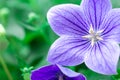 purple balloon flower or Platycodon grandiflorus flower