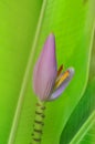 Purple banana blossom