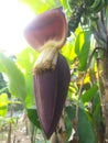 purple banana flowers still hanging on the tree Royalty Free Stock Photo