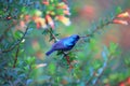 Purple-banded Sunbird