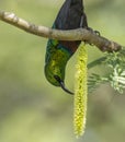 Purple Banded Sunbird, Cinnyris bifasciatus, Masaimara Royalty Free Stock Photo