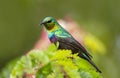 Purple Banded Sunbird closeup, Maasai Mara National Reserve, Kenya, Africa Royalty Free Stock Photo