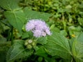 purple bandotan plant on green plant background