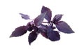 Purple basil Royalty Free Stock Photo