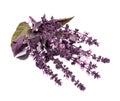 Purple basil Royalty Free Stock Photo