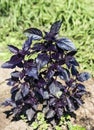 a purple basil bush growing in a garden in nature Royalty Free Stock Photo