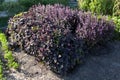 Purple basil bush growing in garden. Plant leaves used in cooking Royalty Free Stock Photo