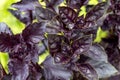 Purple basil in the garden Royalty Free Stock Photo
