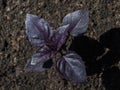 Purple basil, greens growing on the garden, natural organic food Royalty Free Stock Photo