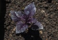 Purple basil, greens growing on the garden, natural organic food Royalty Free Stock Photo