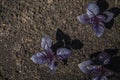 Purple basil, greens growing on the garden, natural organic food Royalty Free Stock Photo