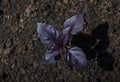 Purple basil, greens growing on the garden, natural organic food Royalty Free Stock Photo