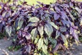 Purple basil Royalty Free Stock Photo