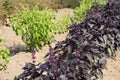 Purple Basil Royalty Free Stock Photo