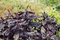 Purple Basil Royalty Free Stock Photo