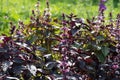 Purple Basil Royalty Free Stock Photo