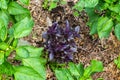 Purple Basil growing in an organic garden Royalty Free Stock Photo