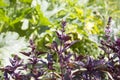 Purple basil