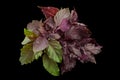 Purple basil herb Royalty Free Stock Photo