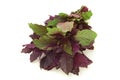 Purple basil herb