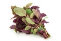 Purple basil herb Royalty Free Stock Photo