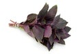 Purple basil herb Royalty Free Stock Photo