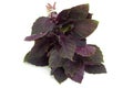 Purple basil herb Royalty Free Stock Photo