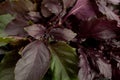 Purple basil herb Royalty Free Stock Photo