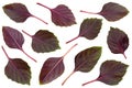 Purple basil herb set