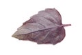 Purple Basil Leaf