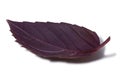 Purple Basil leaf with few droplets Royalty Free Stock Photo