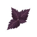 Purple Basil Leaves Vector Illustration Royalty Free Stock Photo
