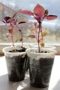 Purple basil seedling sprouts in plastic pots on the windowsill with flowering trees and blue sky view. Growing herbs in the windo