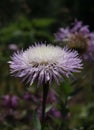A Purple Basket Flower Or American Star Thistle Wildflower