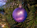 Purple bauble on Christmas tree leaves background